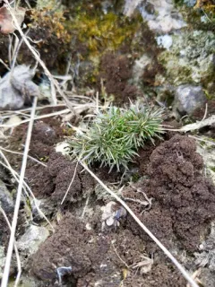 Rock Stitchwort thumbnail 4