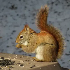 American Red Squirrel thumbnail 3