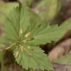 Two-leaved Toothwort thumbnail 3