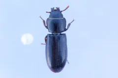Twisted Bark-gnawing Beetle thumbnail 1