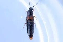 Shortened Minute Rove Beetle thumbnail 1
