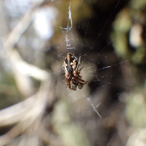 Conical Trashline Orbweaver