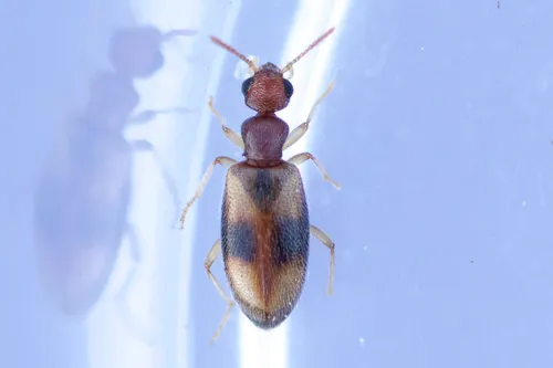 Anthicus ephippium