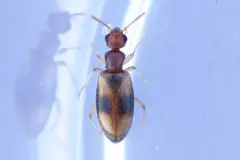 Anthicus ephippium thumbnail 1