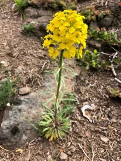Pale Wallflower thumbnail 4