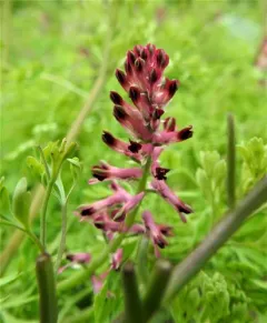 Common Fumitory thumbnail 4