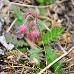 prairie smoke thumbnail 3