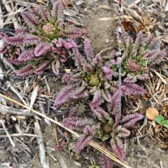 Canadian lousewort thumbnail 3
