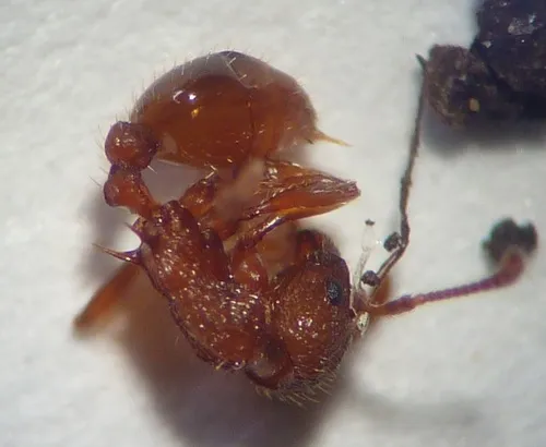 Scabrous Ant