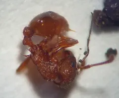 Scabrous Ant thumbnail 1