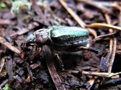Dichelonyx vicinus thumbnail 3