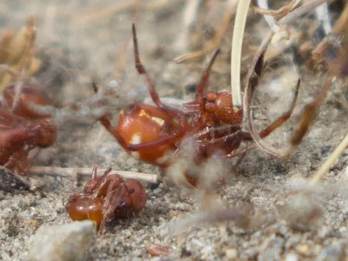 Red-and-white Asagena