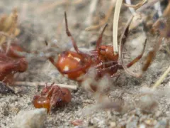 Red-and-white Asagena thumbnail 1