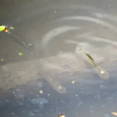Blackstripe Topminnow thumbnail 2