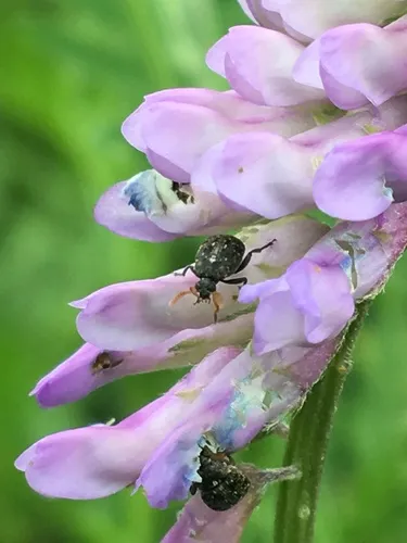 Vetch Bruchid