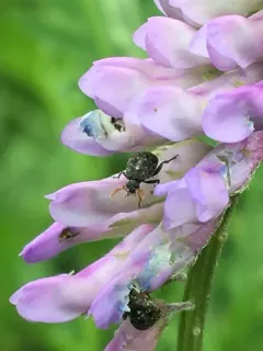 Vetch Bruchid thumbnail 1