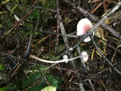 pink bonnet thumbnail 2