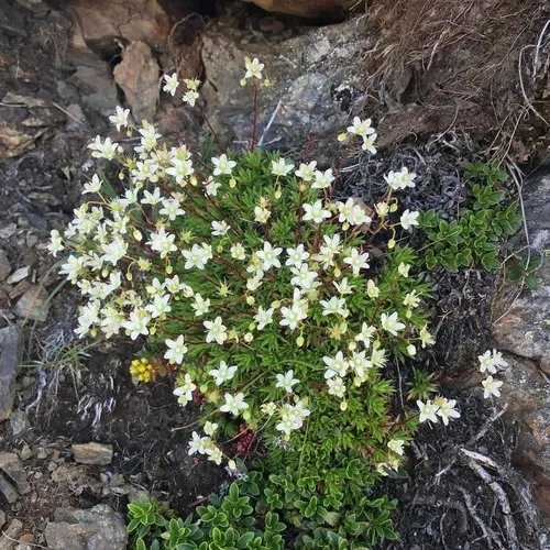 Mat Saxifrage