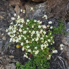Mat Saxifrage thumbnail 1