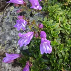 Davidson's Penstemon thumbnail 2