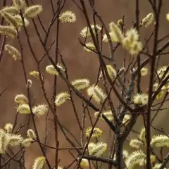 pussy willow thumbnail 2