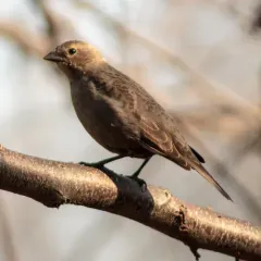 Brown-headed Cowbird thumbnail 4