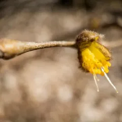 eastern leatherwood thumbnail 3