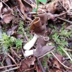 Helvella compressa thumbnail 2