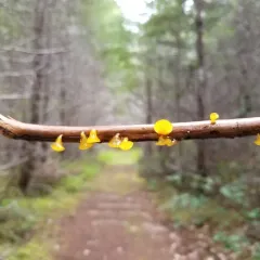 alpine jelly cone thumbnail 3