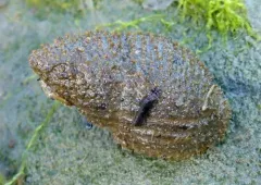 Snail Fur thumbnail 3
