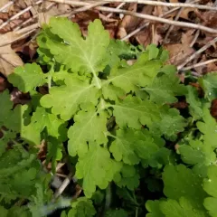 Celandine Poppy thumbnail 4