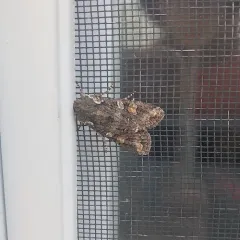 Plush-naped Pinion thumbnail 3