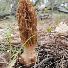 Mountain Blond Morel thumbnail 2