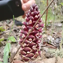 California groundcone thumbnail 2