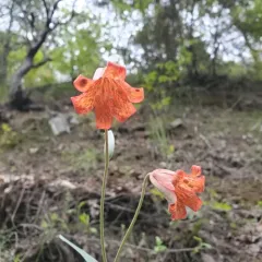 scarlet fritillary thumbnail 3
