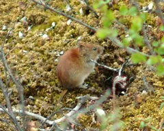 Northern Red-backed Vole thumbnail 3