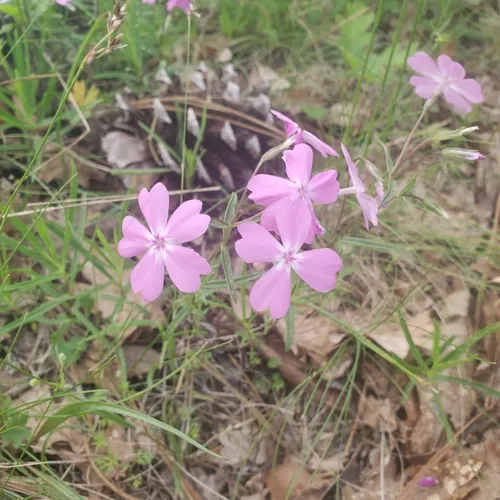 showy phlox
