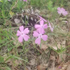 showy phlox thumbnail 1
