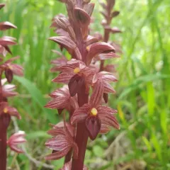 Striped Coralroot thumbnail 3