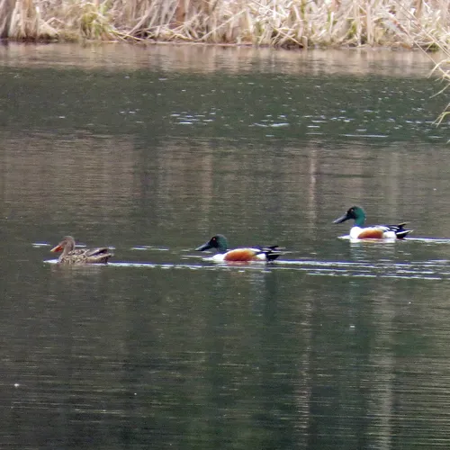 Northern Shoveler