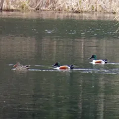 Northern Shoveler thumbnail 1