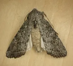 Citrus Cutworm thumbnail 2