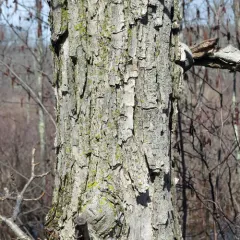 swamp white oak thumbnail 2