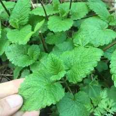 lemon balm thumbnail 1