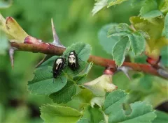 Altica probata thumbnail 1