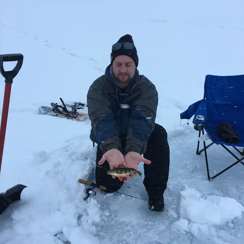 Yellow Perch