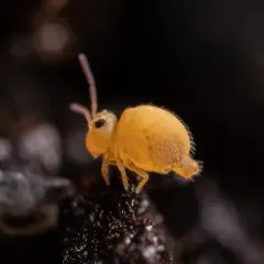 Bourletiella arvalis thumbnail 3