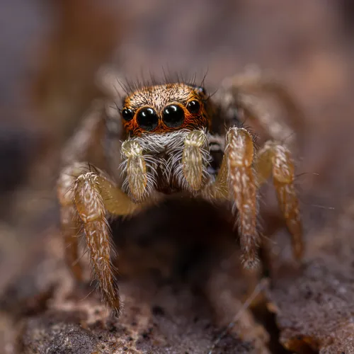 Habronattus ophrys