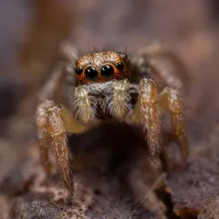 Habronattus ophrys thumbnail 1