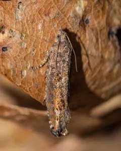 Pale Apple Leafroller Moth thumbnail 3
